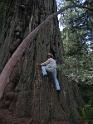 Redwood (07)